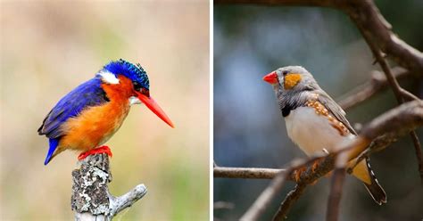 21 Birds With Orange Beaks Bird Nature