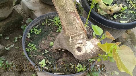 Bahan Bonsai Hasil Buruan Di Alam Liar Loa Kaliandra Antingputri