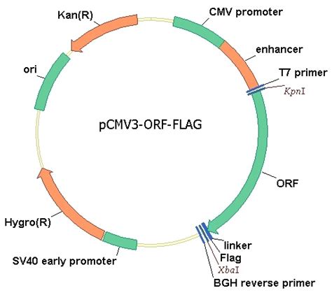 Human HOXB2 cDNA Clones, HG19669 | Sino Biological