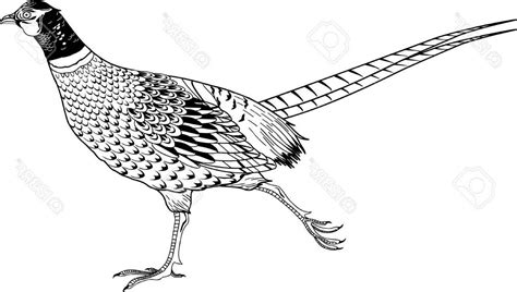 Pheasant Vector At Vectorified Collection Of Pheasant Vector Free