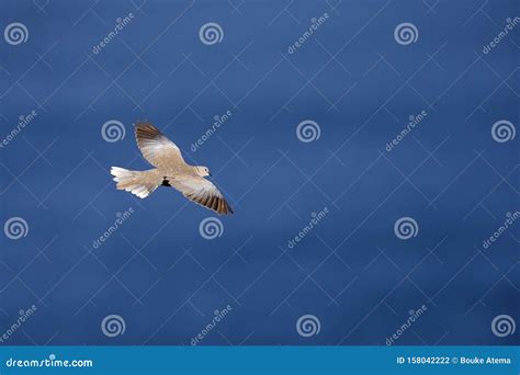 An Adult Eurasian Collared Dove Flying At High Speed In The Sky Of