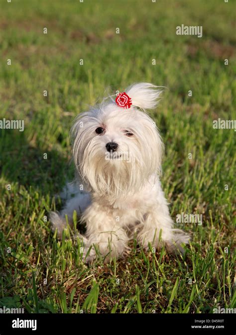 Maltese Puppy On Grass Hi Res Stock Photography And Images Alamy