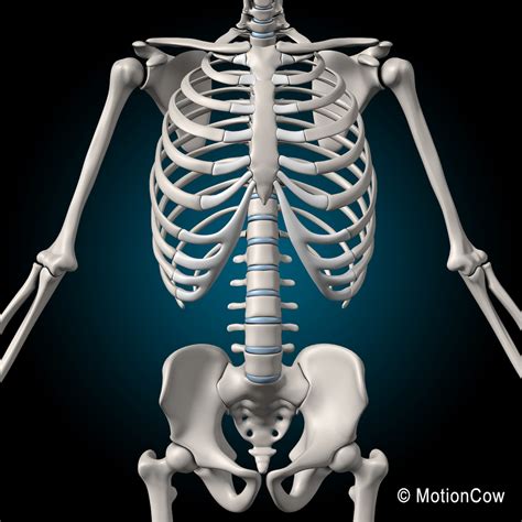human skeletal rigged skeleton  cd