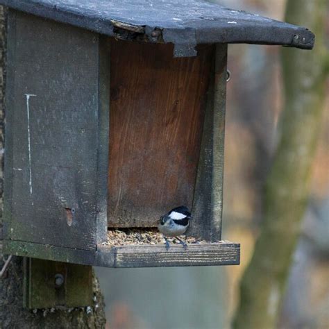 Premium Photo Close Up Of Bird Perching On Birdhouse