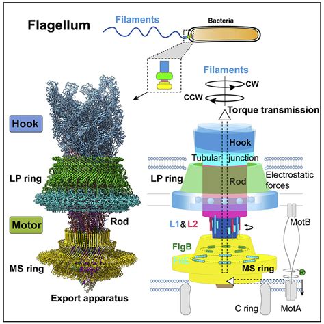 Structural Basis Of Assembly And Torque Transmission Of The Bacterial