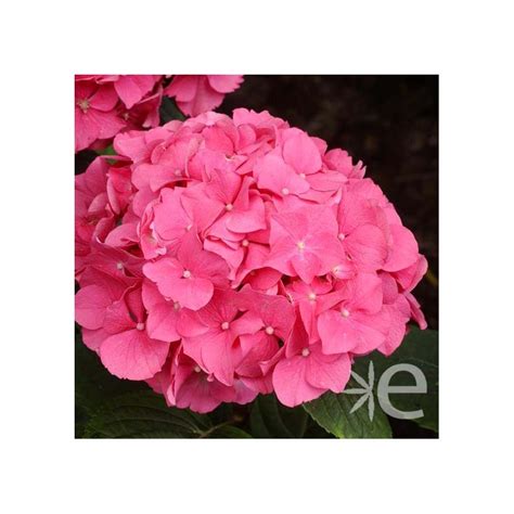 Hydrangea Macrophylla Rosita Ctr 6l