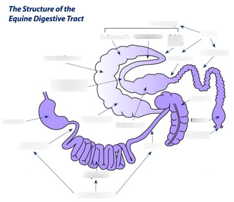 Gi Tract Equine Diagram Quizlet