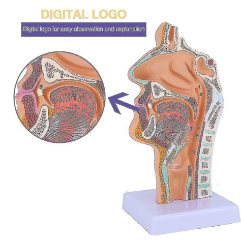 Nasal Cavity Throat Anatomy Model Human Anatomical Pharynx Larynx Model