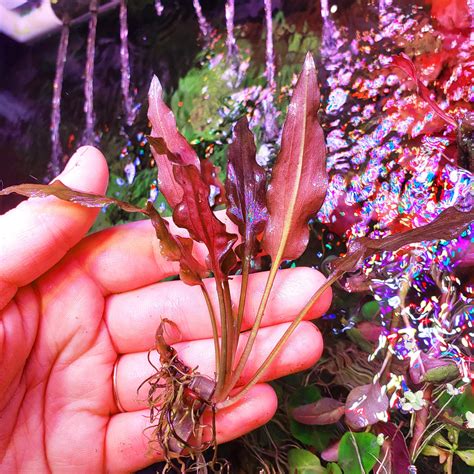 Cryptocoryne Wendtii Red Live Aquatic Plants Windy City Aquariums