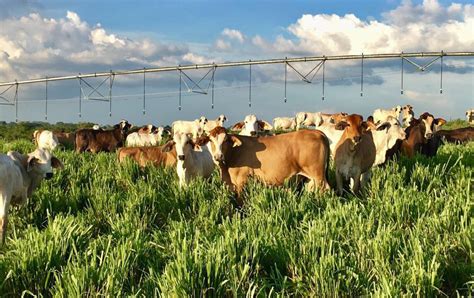 Así Logró Agrolonja Producir Carne Sostenible Contexto Ganadero