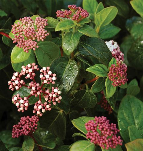Shades Of Pink Viburnum From Garden Debut