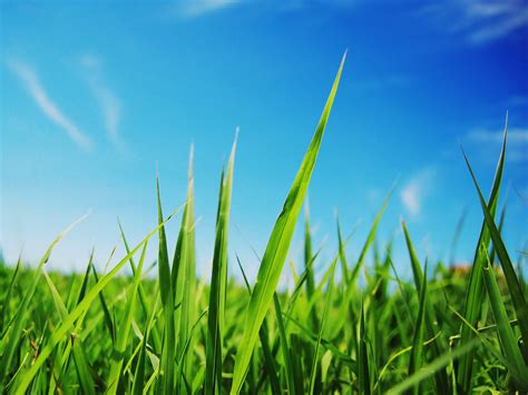 Grassy by FlishFun on deviantART