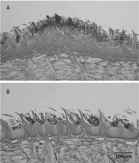 Histology Of Longitudinal Formalin Fixed Paraffin Embedded Ffpe