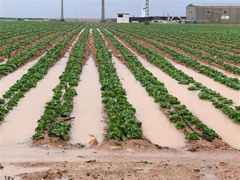 Las Indemnizaciones Por Daños Agrícolas Aumentaron Un 126 El Primer