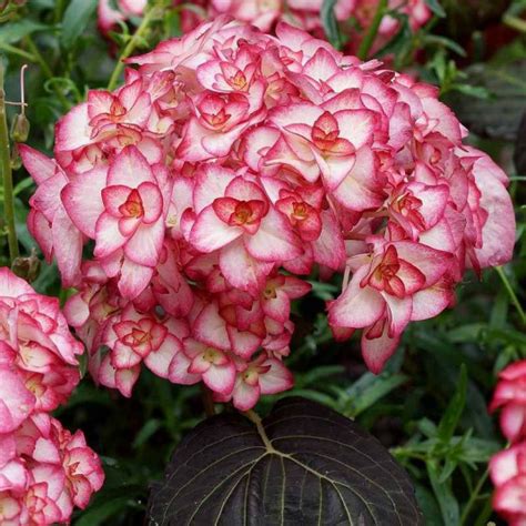 Hydrangea Macrophylla You Me Miss Saori Vente Hortensia Compact