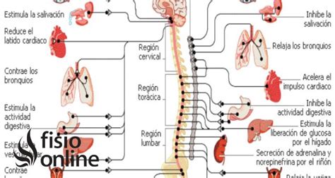 Nerbio Sistema Mind Map