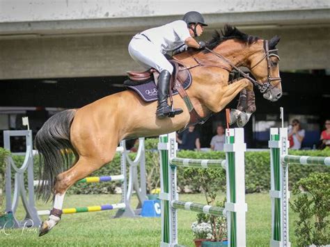 Me mandem fotos diferentes do cavalo Brasileiro de Hipismo é uma raça