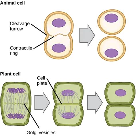 Cytokinesis