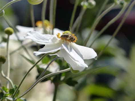 Insel Mainau Bodensee Blume Biene Stkone Flickr