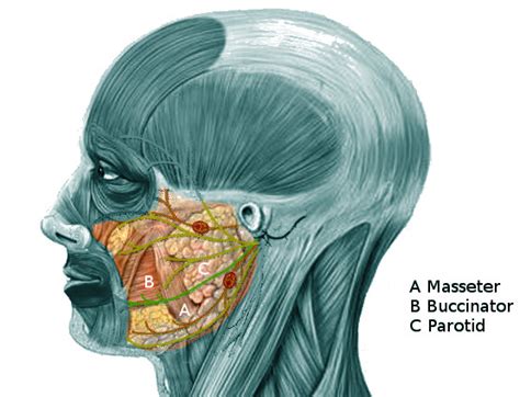 Figure Cheek Anatomy Image Courtesy Ochaigasame Statpearls Ncbi