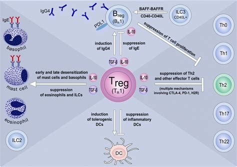 Mechanisms Of Allergen Specific Immunotherapy One Of The Initial