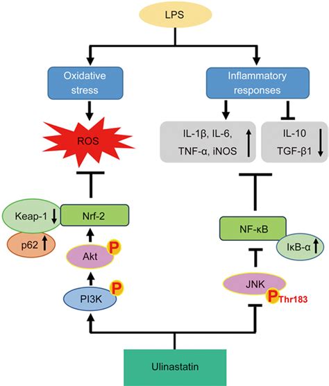 Ulinastatin Attenuates Lps Induced Inflammation In Mouse Macrophage