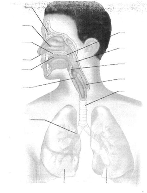 Respiratory Labeling Pt 1 Diagram Quizlet