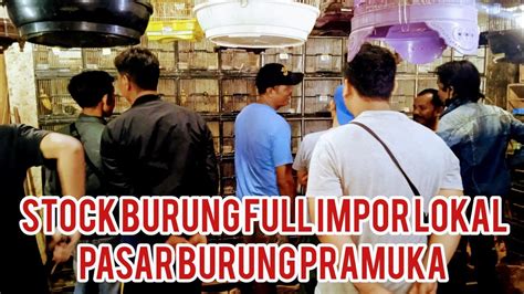 Stock Burung Full Impor Lokal Gacoran Ombyokan Ready YouTube