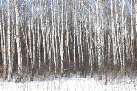 Arbres De Bouleau Avec L écorce De Bouleau Dans La Forêt De Bouleau