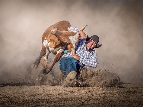 Steer Wrestling Photograph By Frank Ma Pixels