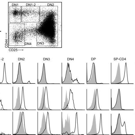 Altered Thymus Architecture In Ccr Deficient And Plt Plt Mice