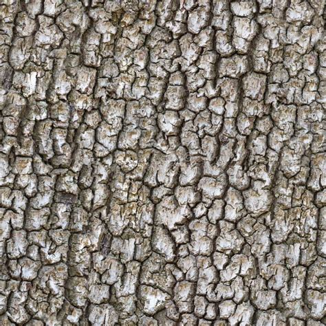 Seamless Trunk Tree Texture Stock Photo Image 54244969