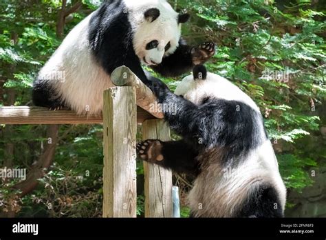 Zoo atlanta pandas hi-res stock photography and images - Alamy