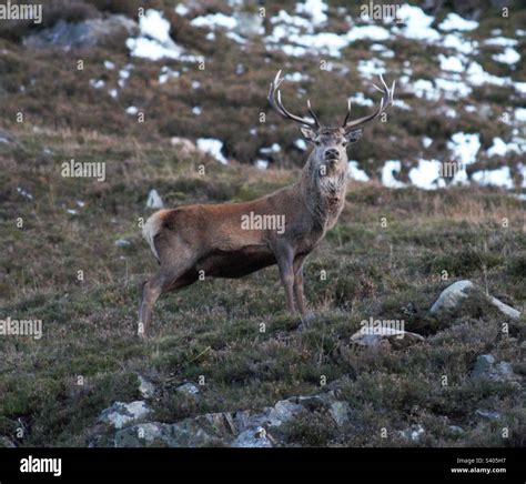 Red Stag. Scottish Highlands Stock Photo - Alamy