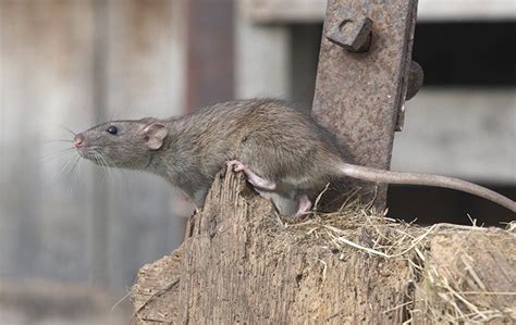 Rodent Rundown Keeping These Dangerous Pests Away From Your Sacramento