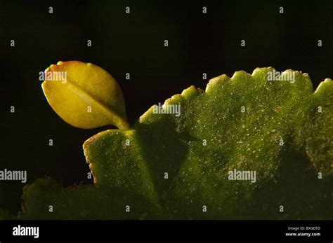 Dutchmans Pipe Cactus Hi Res Stock Photography And Images Alamy