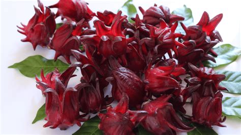 Bunga Rosella Pengenalan Manfaat Dan Penggunaan Tradisional De Orchids