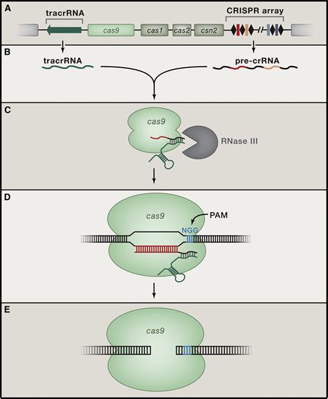 The Heroes Of Crispr Cell