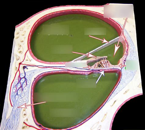 Cochlea Cross Section LP 1 Diagram Quizlet