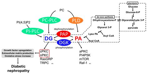 Diacylglycerol Kinase In The Amelioration Of Diabetic Nephropathy