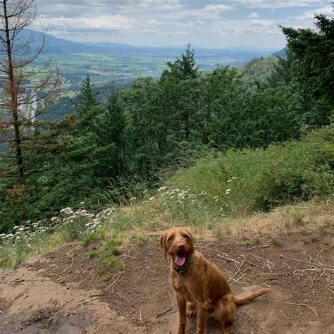 10 Amazing Off Leash Dog Hikes That Arent On The North Shore Curated