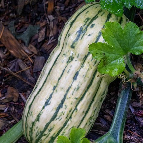 Organic Delicata Winter Squash Grow Organic