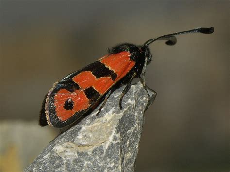 Zygaena Fausta Pedro Requena Diaz Flickr