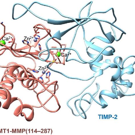 X Ray Crystal Structure Of The Catalytic Domain Of Mt Mmp