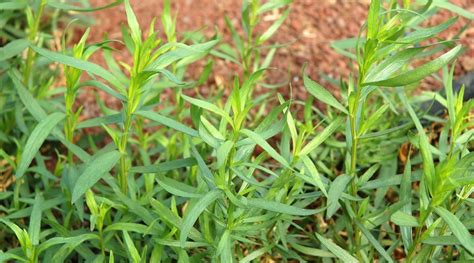 How To Plant Grow And Care For Tarragon Epic Gardening