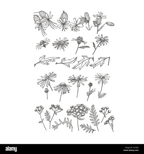 Collection Of Hand Drawn Flowers And Herbs Botanical Plant