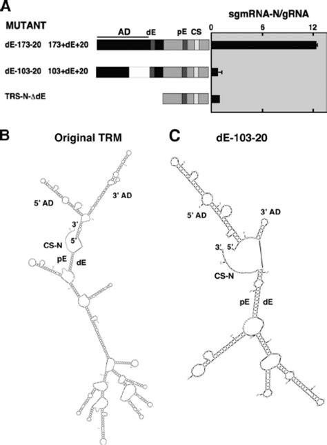 Relevance Of Flanking Sequences Of The Proximal Element On N Gene