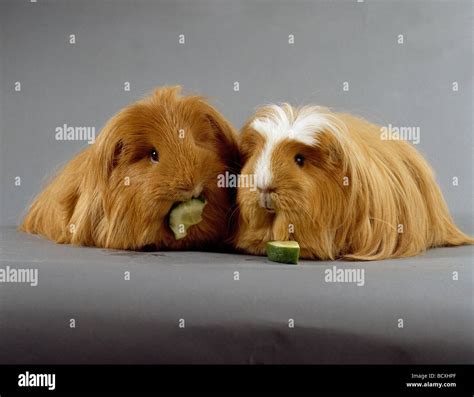 Two Guinea Pigs Stock Photo Alamy