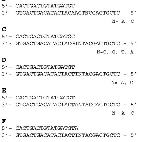 Sequence of the DNA templates used in primer extension and kinetic ...