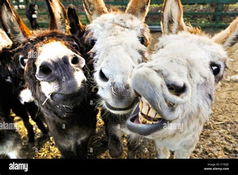 Three Donkeys In An Amusing Pose Stock Photo Alamy